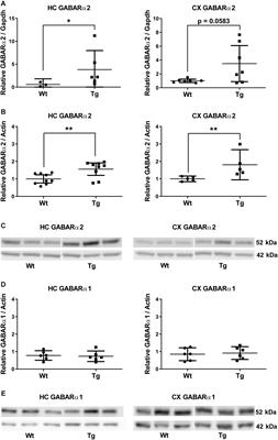 PGC-1α Signaling Increases GABA(A) Receptor Subunit α2 Expression, GABAergic Neurotransmission and Anxiety-Like Behavior in Mice